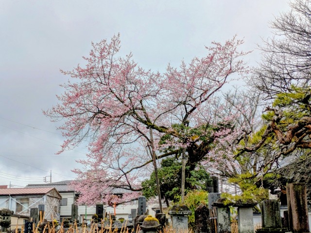 如来寺の化け桜